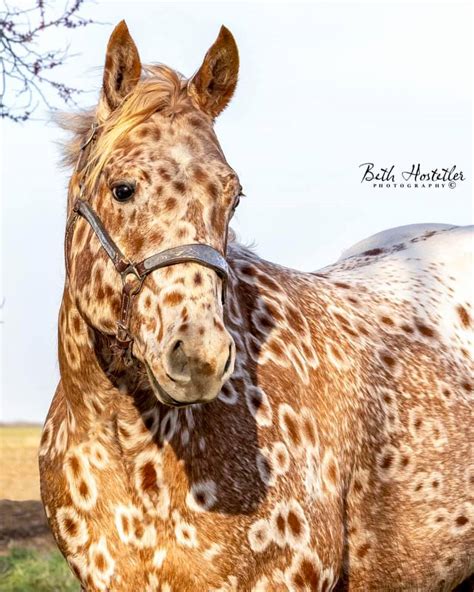 Pictor is beautifully balanced and correct with a gorgeous head. . Peacock appaloosa for sale